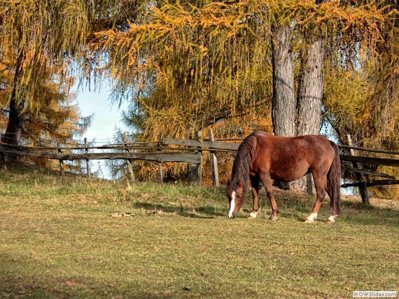 cavallo