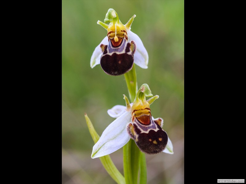 Annamaria Detassis