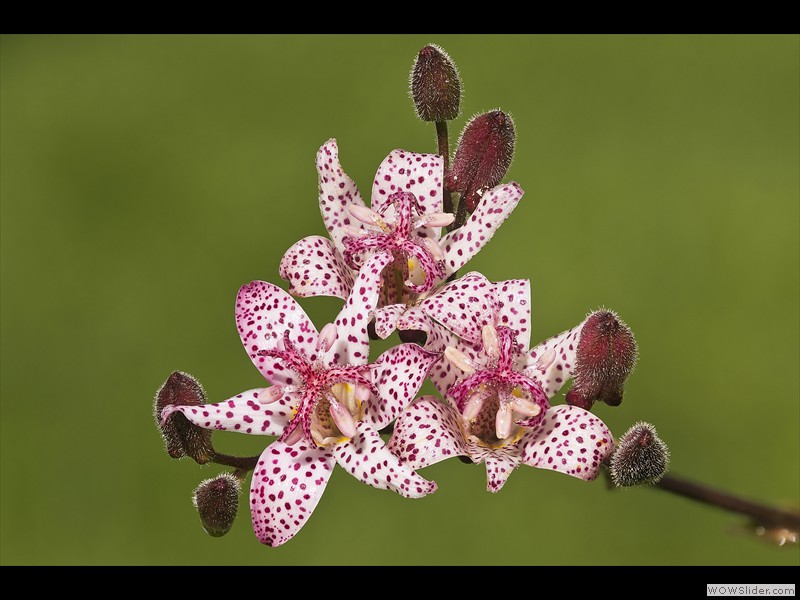 Annamaria Detassis