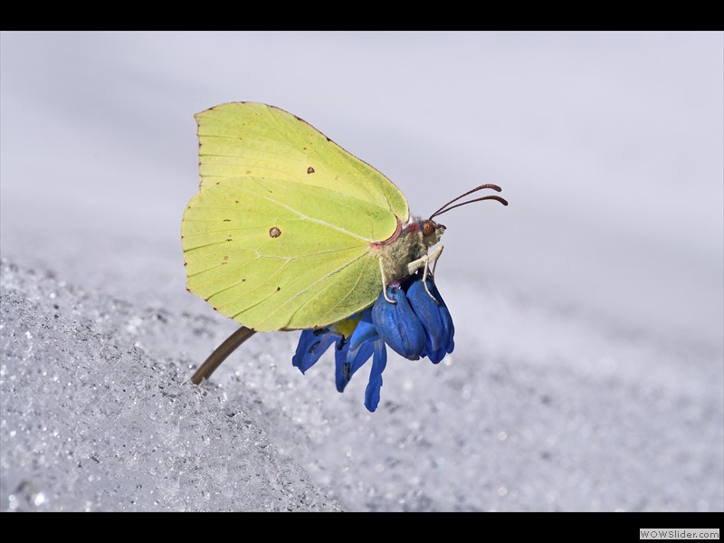 Annamaria Detassis