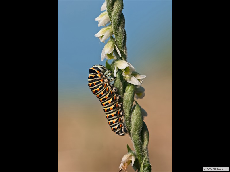 Annamaria Detassis