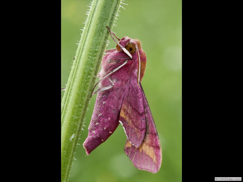Annamaria Detassis