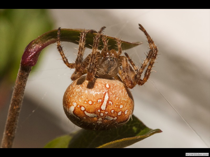 Annamaria Detassis
