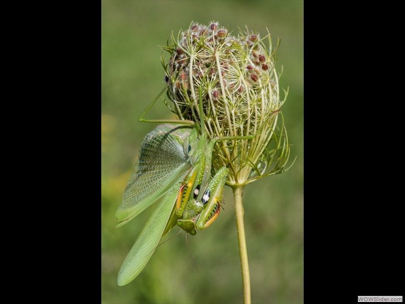 Annamaria Detassis