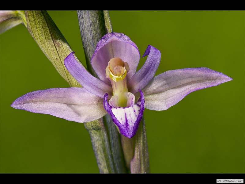 Annamaria Detassis