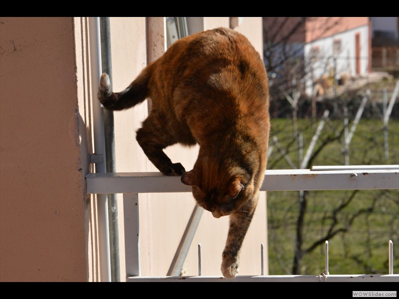 Calvi Pietro - Sul finire del felino equilibrio